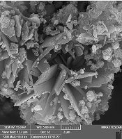 Jentashapir J Cell Mol Biol